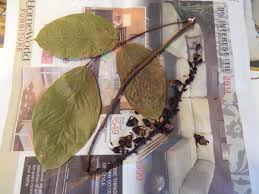 Image result for Macropsychanthus