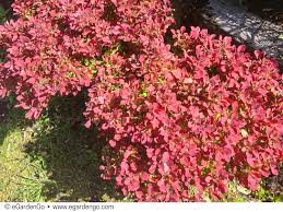 Image result for Berula thunbergii