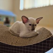 Everest Siamese Cats 添加了1 张新照片。