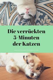 Katzen stellen andere ansprüche an ihr revier als wir menschen an unsere wohnung. Die Wilden 5 Minuten Der Katzen Katzen Katzen Infos Katzenhaltung