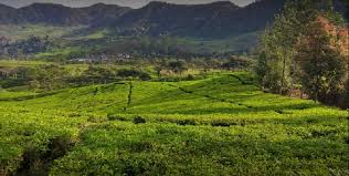 Tanah murah sekali gunung mas kalimantan tengah, kahayan hulu utara, gunung mas. Kebun Teh Puncak Gunung Mas Tiket Aktivitas Januari 2021 Travelspromo