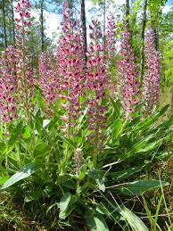 The tarheel state has warm temperatures for much of the year, so most of the animals native to north carolina do not. 12 Native Plants Nc State Extension Publications
