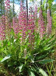 If a wildflower is growing in an ecosystem to which it is adapted, it can take any kind of weather endemic. 12 Native Plants Nc State Extension Publications