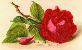 Single Red Rose Victorian Flowers Vintage Diy Counted Cross Stitch Pattern 9 95 A Single Red R Red Geraniums Botanical Flowers Print Victorian Flowers