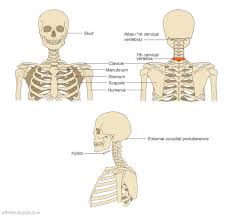 Examples include cranial bones (protecting the brain), the sternum and ribs (protecting the organs in the thorax), and the scapulae (shoulder blades). Jeff Searle The Head On The Neck And Shoulders