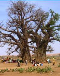 صور من بلادي السودان sudan community google nature tree world