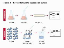 Maybe you would like to learn more about one of these? Freestyle 293 F Cells
