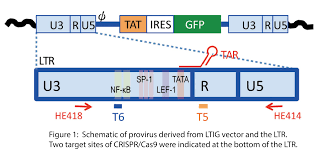 Hiv Treatment Crispr Cas9