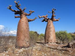 Image result for Grandidiera