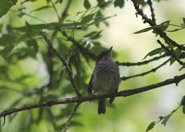 Bird Nerds Abroad: Part II