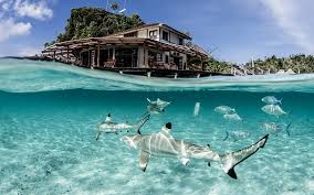 7 Places to Swim with Sharks - Destination Deluxe