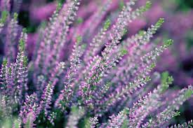 Heather Meaning And Symbolism Ftd Com Heather Flower Heather Plant Flower Meanings