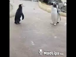 Selecting the correct version will make the mañana no hay clases boton app work better, faster, use. Pinguino Manana No Hay Clases Youtube Very Funny Gif Funny Gif Funny Clips