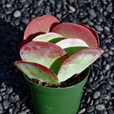 Kalanchoe Succulents Plantas Suculentas Suculentas Plantas