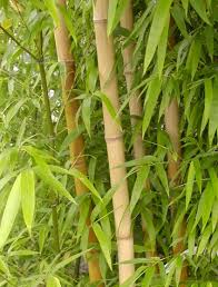 Image result for Pilea bambuseti