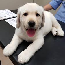 Best 3d Labrador Stikers For 0 99 Labrador Labrador Retriever Dogs