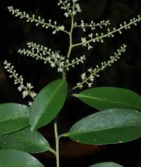 Image result for Embelia