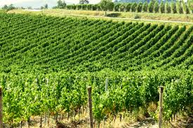 Risultati immagini per logo tenuta del cerro