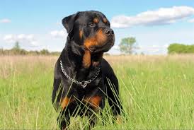 rotvejler otlichnyj pyos vorotila rottweiler dog dog breeds rottweiler