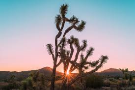 Prices shown refer to the base house. Should You Invest In Airbnb Joshua Tree In 2020 Mashvisor