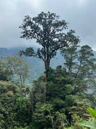 Image result for Entandrophragma delevoyi