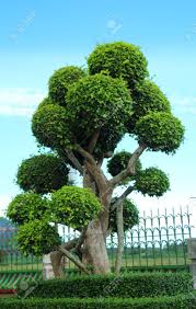 Gartenbäume » luxurytrees® österreich formgehoelze taxus baccata. Schoner Baum In Den Schatten Gestellt Garten Im Sonnenschein Tag Lizenzfreie Fotos Bilder Und Stock Fotografie Image 23445730