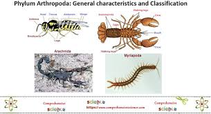 Phylum Arthropoda Characteristics Classifications Examples Of Arthropoda My Health Best In 2020 Arthropods Characteristics Woodlouse