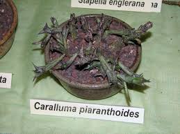 Image result for Orbea schweinfurthii