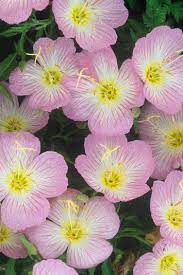 100 Different Types Of Flowers And Their Names Which Florists Often Use To Help You Understand T Types Of Flowers Different Types Of Flowers Flower Pot Design