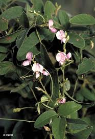 Image result for Galactia