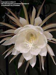 For nearly a week, botanists have been. 26 Night Blooming Flowers Ideas Night Blooming Flowers Flowers Bloom