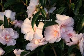 Camellia Winter S Rose Beauty Shot Winter Rose Winter Garden Bloom