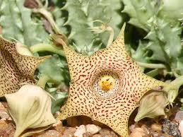 Image result for Huernia hislopii