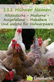 111 Huhner Namen Altdeutsche Moderne Ausgefallene Makabere Und Welche Fur Huhnerpaare In 2020 Huhner Huhner Und Hahne Huhner Haltung