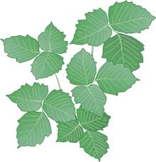 Sketch the strokes for the leaves attached alternately on both. Download 28 Collection Of Poison Ivy Plant Drawing Poison Ivy Plant Drawing Png Image With No Background Pngkey Com