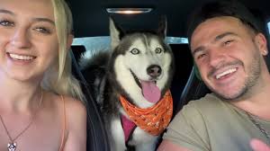 I need 1000 hi from Meeka The Husky lovers 💞 Becouse Today is my  birthday🎂🎂❤️