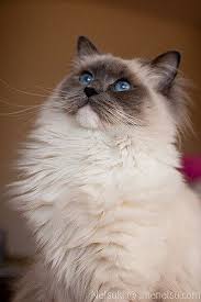 Ragdoll cats are a relatively new breed in the cat world. Dsc 3593 Ragdoll Cat Ragdoll Blue Point Ragdoll