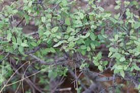 Image result for Heinsenia