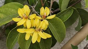 Image result for Tristellateia africana