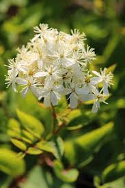 Image result for Clematis recta atropurpurea