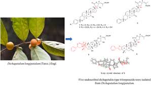 Image result for Dichapetalum madagascariense