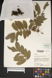 Image result for Zanthoxylum lindense