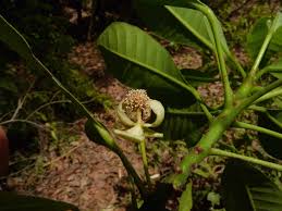 Image result for Uapaca