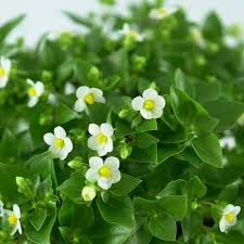 Image result for Chlorophytum affine