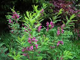Image result for Indigofera cryptantha