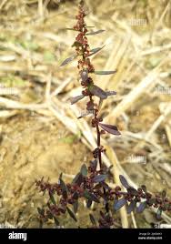 Image result for Ammannia baccifera