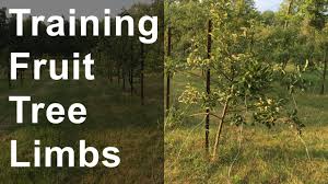 Pruning and training are important practices for managing fruit trees. Training Fruit Tree Limbs And Crotch Angles Youtube
