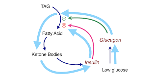 Intravenous glucose is the most howell ma, guly h. Crossfit An Introduction To Metabolism