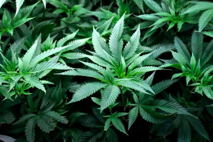 Gov. Murphy joins new campaign to encourage consumers to buy legal weed -  nj.com