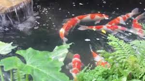Hal ini bukan tidak beralasan. Ikan Koi Berenang Kebun Kolam Rekaman Stok Stok Video C Nalinrat 458176046